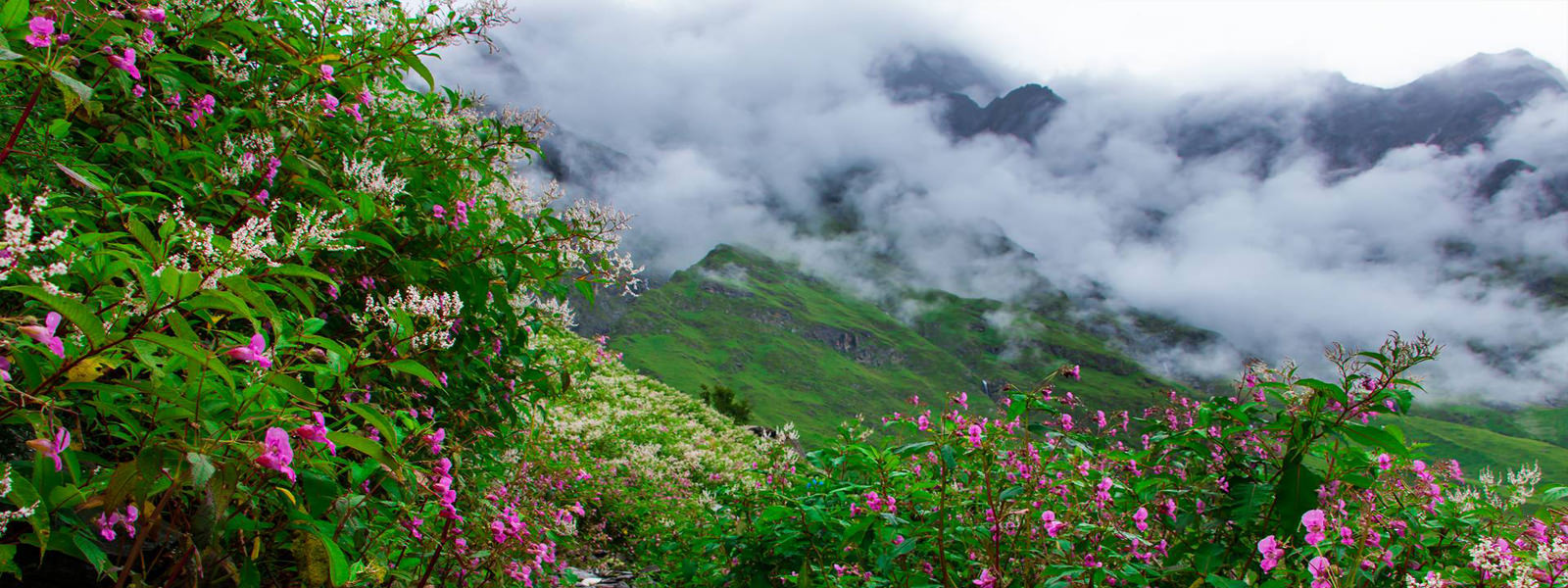 Valley of Flowers