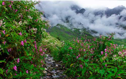 Valley of Flowers Package From Delhi